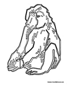 Baboon Sitting