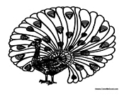 Peacock with Feathers 2