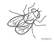 House Fly