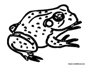 Adult Frog 3