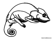 Lizard with Curly Tail