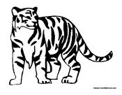 Adult Tiger
